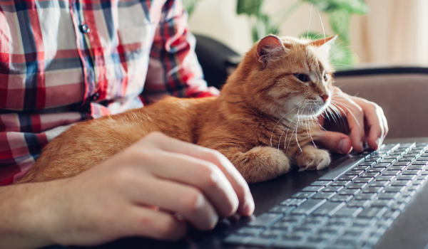 image of a cat on owner's desk by keyboard
